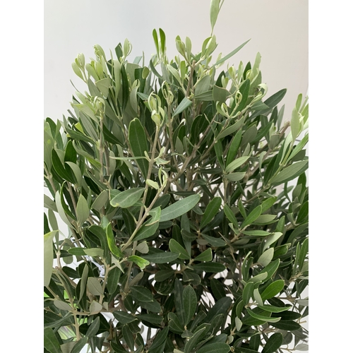 100 - TWO OLIVE OLEA STANDARD TREES IN 3.5 LT POTS. APPROX 110CM TALL, TO BE SOLD FOR THE TWO. NO VAT