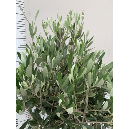 100 - TWO OLIVE OLEA STANDARD TREES IN 3.5 LT POTS. APPROX 110CM TALL, TO BE SOLD FOR THE TWO. NO VAT