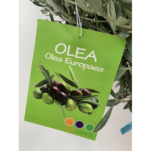 100 - TWO OLIVE OLEA STANDARD TREES IN 3.5 LT POTS. APPROX 110CM TALL, TO BE SOLD FOR THE TWO. NO VAT