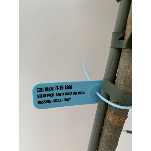 100 - TWO OLIVE OLEA STANDARD TREES IN 3.5 LT POTS. APPROX 110CM TALL, TO BE SOLD FOR THE TWO. NO VAT