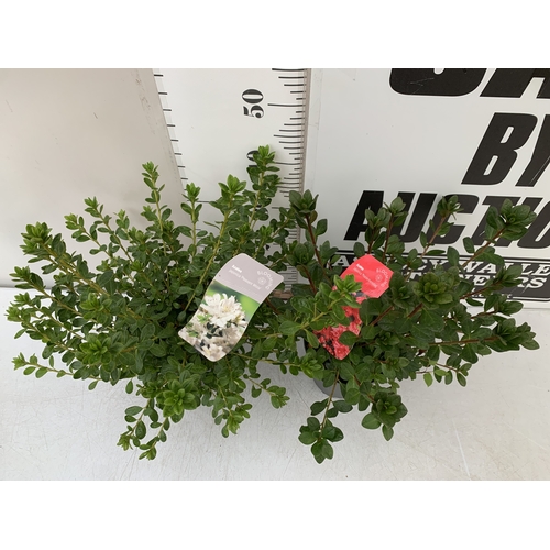102 - TWO VARIETIES OF AZALEA JAPONICA IN 2 LTR POTS. ONE RED 'MOEDERKENSDAG' AND ONE 'PLEASANT WHITE' APP... 