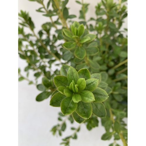 102 - TWO VARIETIES OF AZALEA JAPONICA IN 2 LTR POTS. ONE RED 'MOEDERKENSDAG' AND ONE 'PLEASANT WHITE' APP... 