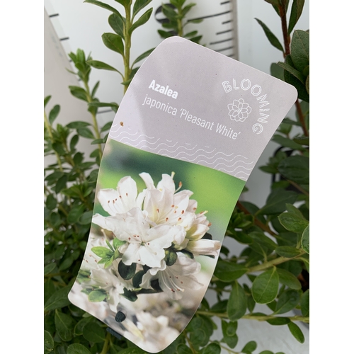 102 - TWO VARIETIES OF AZALEA JAPONICA IN 2 LTR POTS. ONE RED 'MOEDERKENSDAG' AND ONE 'PLEASANT WHITE' APP... 