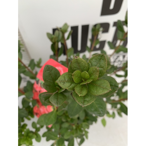 102 - TWO VARIETIES OF AZALEA JAPONICA IN 2 LTR POTS. ONE RED 'MOEDERKENSDAG' AND ONE 'PLEASANT WHITE' APP... 