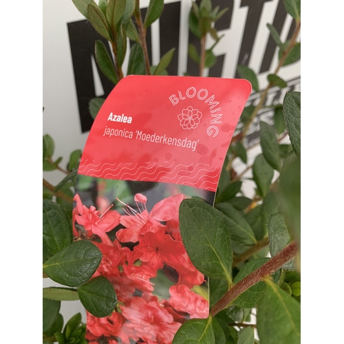 102 - TWO VARIETIES OF AZALEA JAPONICA IN 2 LTR POTS. ONE RED 'MOEDERKENSDAG' AND ONE 'PLEASANT WHITE' APP... 