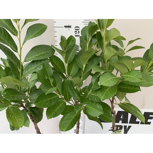105 - THREE STANDARD LAUREL PRUNUS LAUROCERASUS 'ETNA' IN 3 LTR POTS. APPROX 140CM TALL, TO BE SOLD FOR TH... 