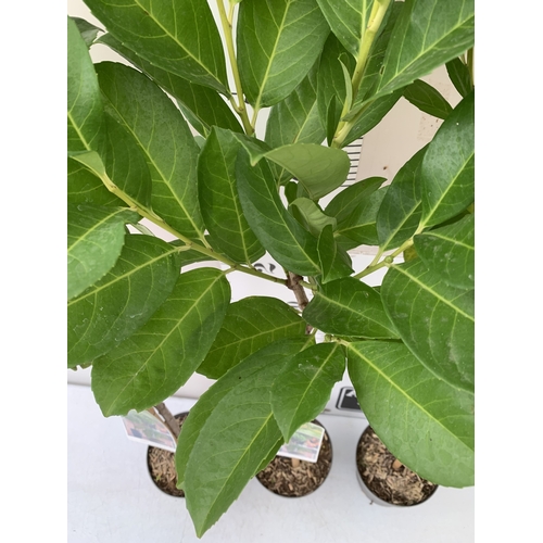 105 - THREE STANDARD LAUREL PRUNUS LAUROCERASUS 'ETNA' IN 3 LTR POTS. APPROX 140CM TALL, TO BE SOLD FOR TH... 