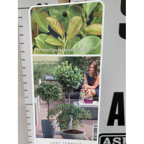 105 - THREE STANDARD LAUREL PRUNUS LAUROCERASUS 'ETNA' IN 3 LTR POTS. APPROX 140CM TALL, TO BE SOLD FOR TH... 