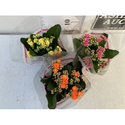 106 - THREE MIXED COLOUR KALANCHOE CALANDIVA POTTED PLANTS IN FLOWER IN PRESENTATION SLEEVES. APPROX 20-30... 