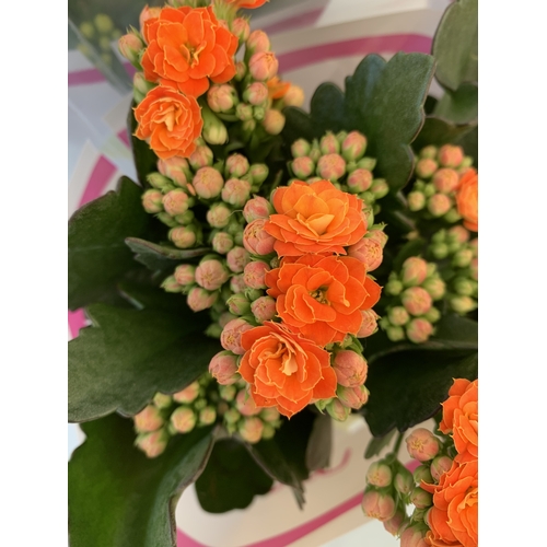106 - THREE MIXED COLOUR KALANCHOE CALANDIVA POTTED PLANTS IN FLOWER IN PRESENTATION SLEEVES. APPROX 20-30... 