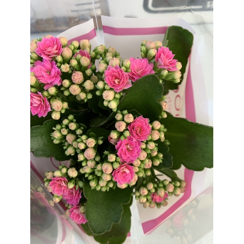 106 - THREE MIXED COLOUR KALANCHOE CALANDIVA POTTED PLANTS IN FLOWER IN PRESENTATION SLEEVES. APPROX 20-30... 