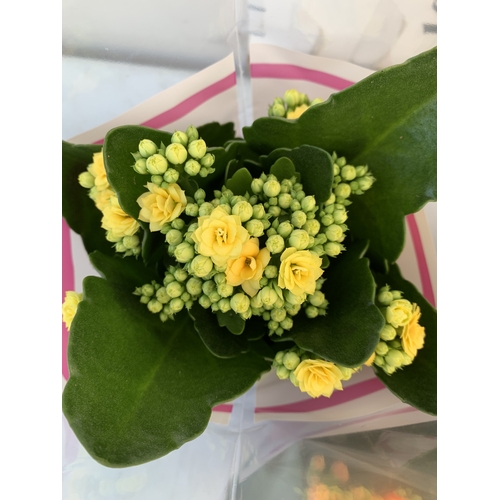 106 - THREE MIXED COLOUR KALANCHOE CALANDIVA POTTED PLANTS IN FLOWER IN PRESENTATION SLEEVES. APPROX 20-30... 