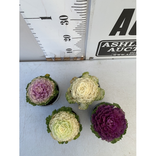 107 - FOUR POTTED MULTCOLOURED ORNAMENTAL CABBAGE BRASSICAS IN 10CM POTS. TO BE SOLD FOR THE FOUR