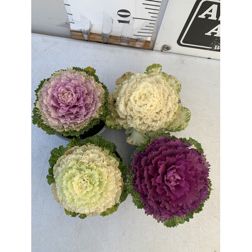 107 - FOUR POTTED MULTCOLOURED ORNAMENTAL CABBAGE BRASSICAS IN 10CM POTS. TO BE SOLD FOR THE FOUR