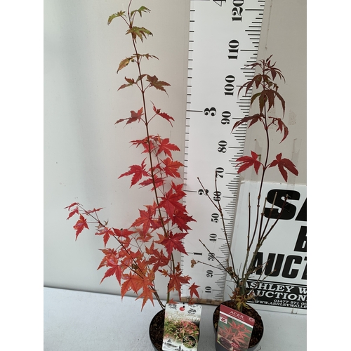 108 - TWO ACER PALMATUMS - ONE 'ATROPURPUREUM' AND ONE 'ORIDONO-NISHIKI' IN 3 LTR POTS. APPROX 110-130CM T... 