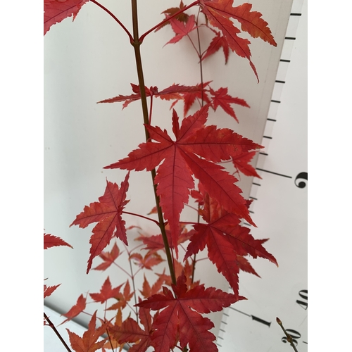 108 - TWO ACER PALMATUMS - ONE 'ATROPURPUREUM' AND ONE 'ORIDONO-NISHIKI' IN 3 LTR POTS. APPROX 110-130CM T... 