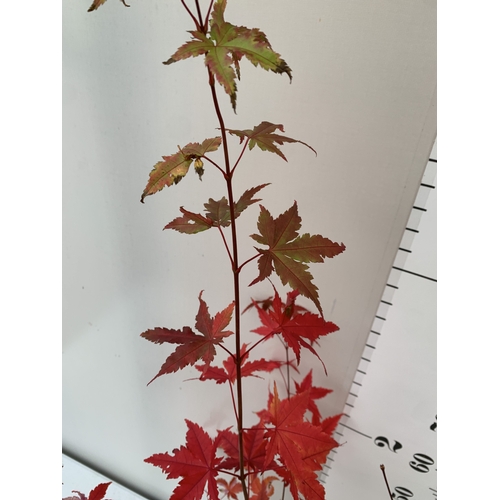 108 - TWO ACER PALMATUMS - ONE 'ATROPURPUREUM' AND ONE 'ORIDONO-NISHIKI' IN 3 LTR POTS. APPROX 110-130CM T... 
