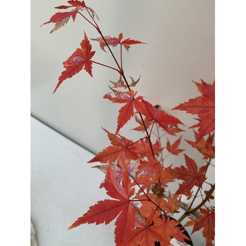108 - TWO ACER PALMATUMS - ONE 'ATROPURPUREUM' AND ONE 'ORIDONO-NISHIKI' IN 3 LTR POTS. APPROX 110-130CM T... 