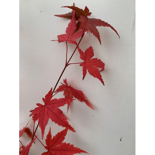 108 - TWO ACER PALMATUMS - ONE 'ATROPURPUREUM' AND ONE 'ORIDONO-NISHIKI' IN 3 LTR POTS. APPROX 110-130CM T... 
