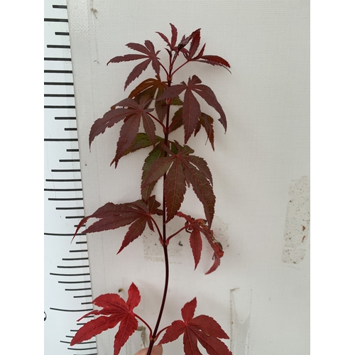 108 - TWO ACER PALMATUMS - ONE 'ATROPURPUREUM' AND ONE 'ORIDONO-NISHIKI' IN 3 LTR POTS. APPROX 110-130CM T... 