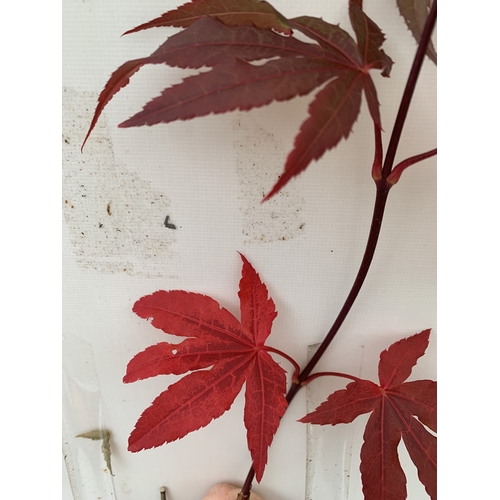 108 - TWO ACER PALMATUMS - ONE 'ATROPURPUREUM' AND ONE 'ORIDONO-NISHIKI' IN 3 LTR POTS. APPROX 110-130CM T... 