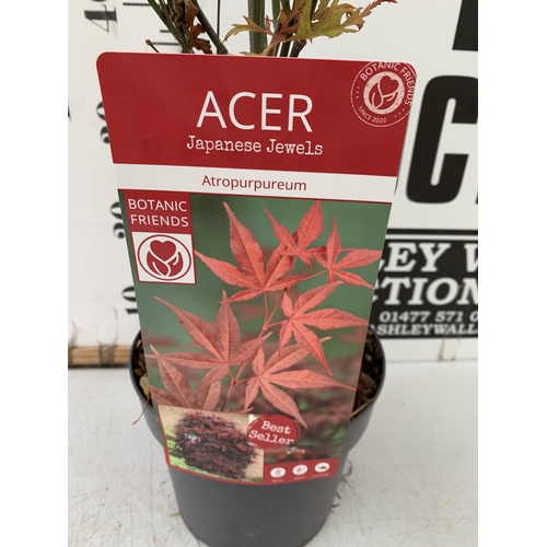 108 - TWO ACER PALMATUMS - ONE 'ATROPURPUREUM' AND ONE 'ORIDONO-NISHIKI' IN 3 LTR POTS. APPROX 110-130CM T... 