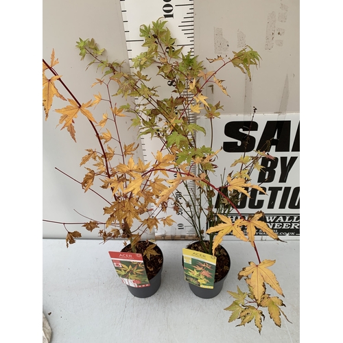 109 - TWO ACER PALMATUMS - ONE 'SANGOKAKU' AND ONE 'ORANGE DREAM' IN 3 LTR POTS. APPROX 100-150CM TALL, TO... 