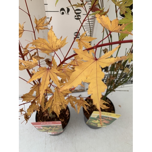 109 - TWO ACER PALMATUMS - ONE 'SANGOKAKU' AND ONE 'ORANGE DREAM' IN 3 LTR POTS. APPROX 100-150CM TALL, TO... 