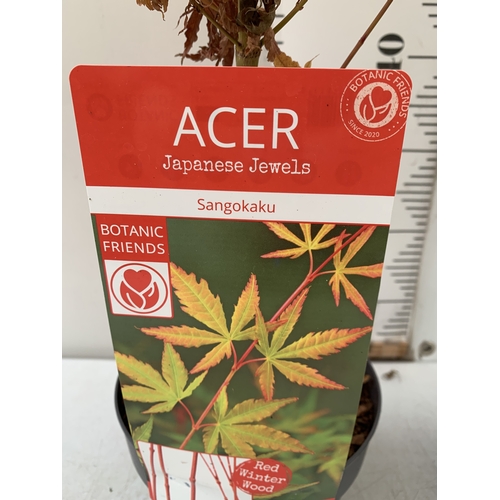 109 - TWO ACER PALMATUMS - ONE 'SANGOKAKU' AND ONE 'ORANGE DREAM' IN 3 LTR POTS. APPROX 100-150CM TALL, TO... 