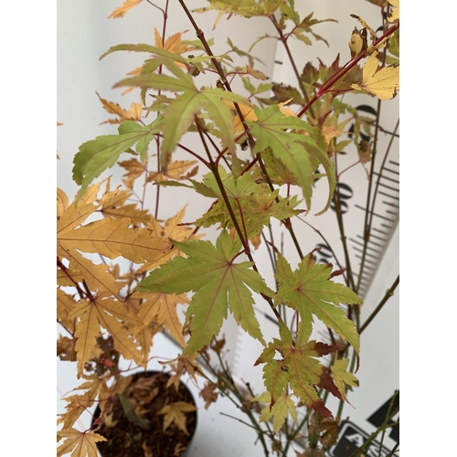 109 - TWO ACER PALMATUMS - ONE 'SANGOKAKU' AND ONE 'ORANGE DREAM' IN 3 LTR POTS. APPROX 100-150CM TALL, TO... 
