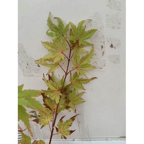 109 - TWO ACER PALMATUMS - ONE 'SANGOKAKU' AND ONE 'ORANGE DREAM' IN 3 LTR POTS. APPROX 100-150CM TALL, TO... 