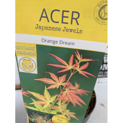 109 - TWO ACER PALMATUMS - ONE 'SANGOKAKU' AND ONE 'ORANGE DREAM' IN 3 LTR POTS. APPROX 100-150CM TALL, TO... 