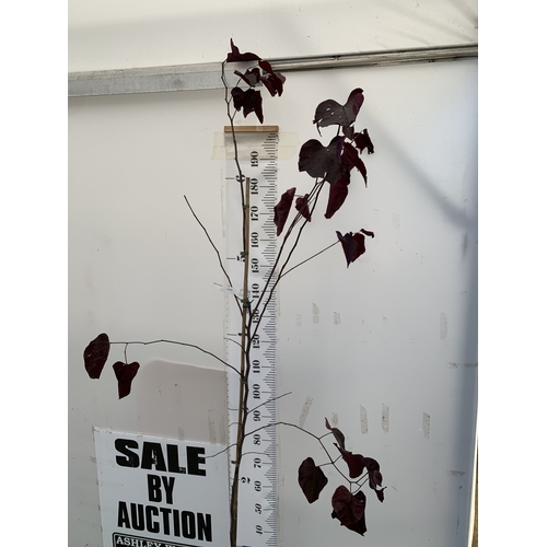 111 - ONE CERCIS CANADENSIS - EASTERN REDBUD 'FOREST PANSY'. A LARGE DECIDUOUS MULTI STEMMED TREE WITH EAR... 