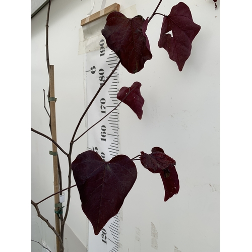 111 - ONE CERCIS CANADENSIS - EASTERN REDBUD 'FOREST PANSY'. A LARGE DECIDUOUS MULTI STEMMED TREE WITH EAR... 