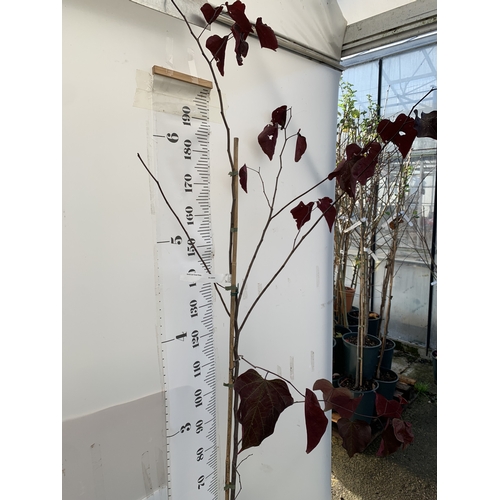 111 - ONE CERCIS CANADENSIS - EASTERN REDBUD 'FOREST PANSY'. A LARGE DECIDUOUS MULTI STEMMED TREE WITH EAR... 