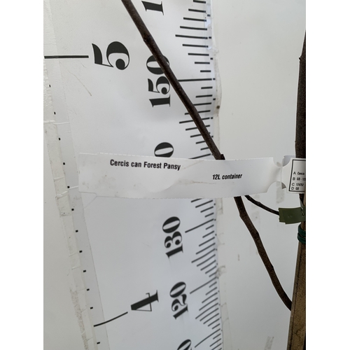 111 - ONE CERCIS CANADENSIS - EASTERN REDBUD 'FOREST PANSY'. A LARGE DECIDUOUS MULTI STEMMED TREE WITH EAR... 
