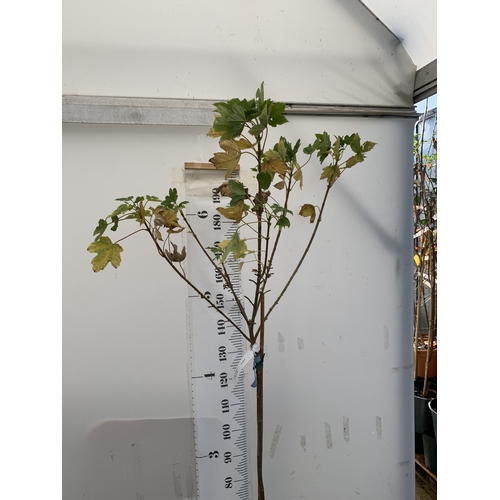 112 - ONE ACER PSEUDOPLATANUS 'BRILLIANTISSIMUM' IN A 12 LTR POT. APPROX 2.3M TALL, THIS ACER IS ALSO CALL... 