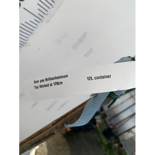 112 - ONE ACER PSEUDOPLATANUS 'BRILLIANTISSIMUM' IN A 12 LTR POT. APPROX 2.3M TALL, THIS ACER IS ALSO CALL... 