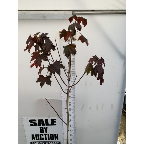 113 - ONE ACER PLATANOIDES 'CRIMSON KING' PURPLE MAPLE IN A 12 LTR POT. OVER 2M TALL, THIS ACER HAS LIME G... 