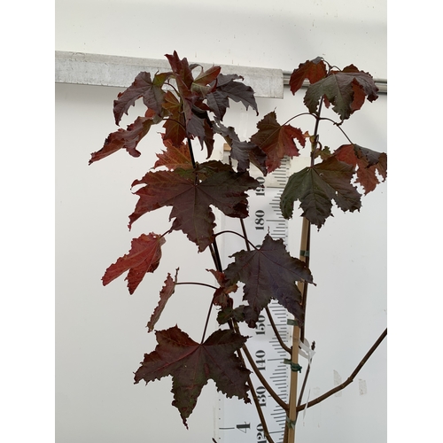 113 - ONE ACER PLATANOIDES 'CRIMSON KING' PURPLE MAPLE IN A 12 LTR POT. OVER 2M TALL, THIS ACER HAS LIME G... 