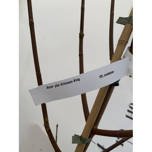 113 - ONE ACER PLATANOIDES 'CRIMSON KING' PURPLE MAPLE IN A 12 LTR POT. OVER 2M TALL, THIS ACER HAS LIME G... 