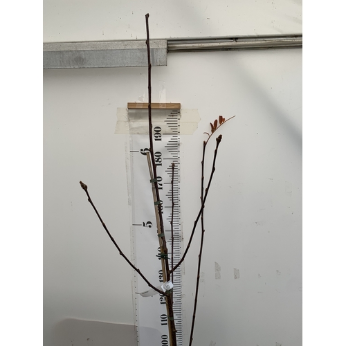 116 - ONE ROWAN SORBUS VILMORINII  'PINK CHARM' IN A 12 LTR POT. OVER 2.3 METRES IN HEIGHT, THIS SUPERIOR ... 