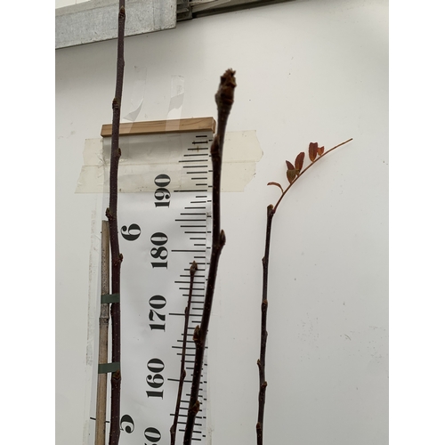 116 - ONE ROWAN SORBUS VILMORINII  'PINK CHARM' IN A 12 LTR POT. OVER 2.3 METRES IN HEIGHT, THIS SUPERIOR ... 