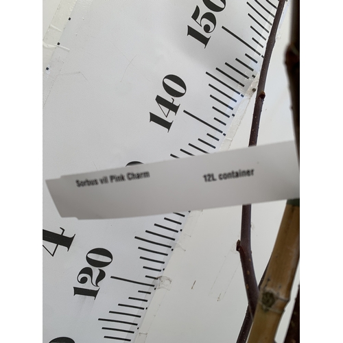 116 - ONE ROWAN SORBUS VILMORINII  'PINK CHARM' IN A 12 LTR POT. OVER 2.3 METRES IN HEIGHT, THIS SUPERIOR ... 