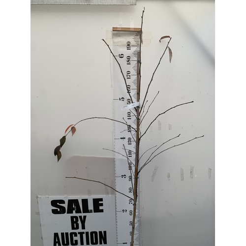 117 - ONE SORBUS FOLGNERI 'EMIEL' TREE PART OF THE ROWAN AND WHITEBEAM FAMILY IN A 12 LTR POT. APPROX 2.2M... 