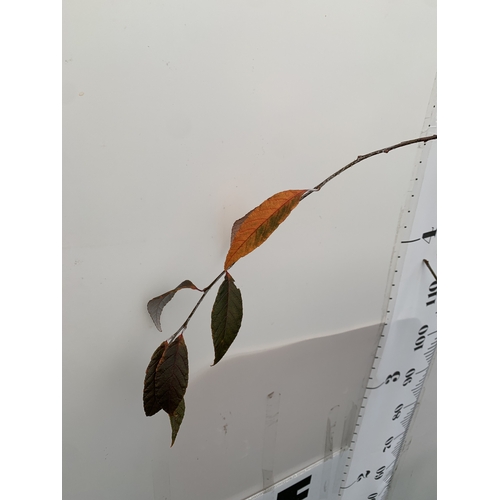 117 - ONE SORBUS FOLGNERI 'EMIEL' TREE PART OF THE ROWAN AND WHITEBEAM FAMILY IN A 12 LTR POT. APPROX 2.2M... 