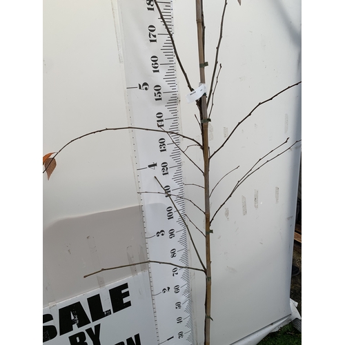 117 - ONE SORBUS FOLGNERI 'EMIEL' TREE PART OF THE ROWAN AND WHITEBEAM FAMILY IN A 12 LTR POT. APPROX 2.2M... 