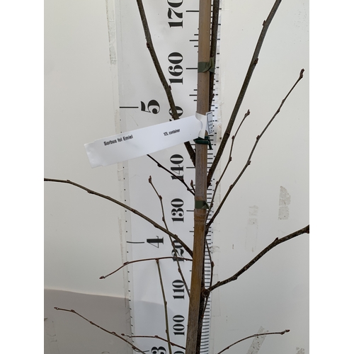 117 - ONE SORBUS FOLGNERI 'EMIEL' TREE PART OF THE ROWAN AND WHITEBEAM FAMILY IN A 12 LTR POT. APPROX 2.2M... 