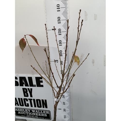 127 - ONE JAPANESE FLOWERING CHERRY 'LITTLE MISS PERFECTION' IN A 11.5 LTR POT. A DWARF VERSION OF 'PINK P... 
