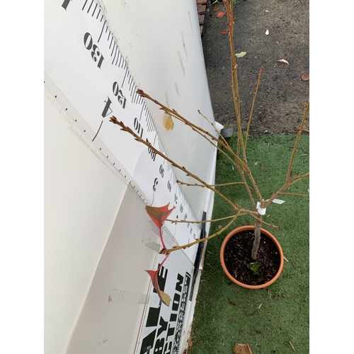 127 - ONE JAPANESE FLOWERING CHERRY 'LITTLE MISS PERFECTION' IN A 11.5 LTR POT. A DWARF VERSION OF 'PINK P... 